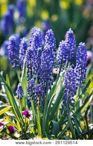 Muscari. Blue Spring Flowers