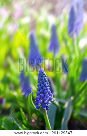 Muscari. Blue Spring Flowers