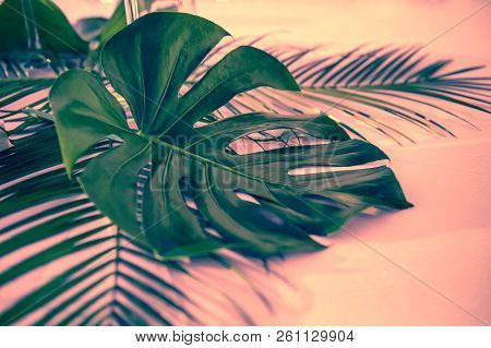 Dark Green Leaves Of Monstera Or Split-leaf Philodendron Monstera Deliciosa The Tropical Foliage Pla