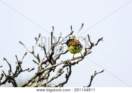 Focus On Yellow Bird On Dried Branch. One Brid Colorful,copy Space
