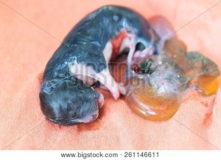 Closeup New Born Puppy Black Color With Placenta On Yellow Cloth, Pet Health Care Concept, Selective