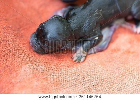 Closeup New Born Puppy Black Color With Placenta On Orange Cloth, Pet Health Care Concept, Selective
