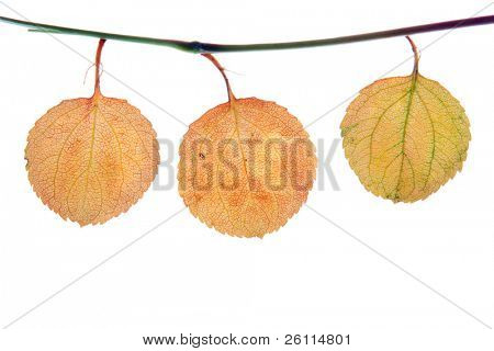 drei Herbst Endframe für Sie Text auf weißem Hintergrund