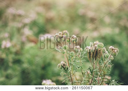 Phacelia Tanacetifolia Blooming In Field. This Plant Species Is Also Known By The Common Names Lacy 