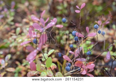 Mature Berries Of Vaccinium Uliginósum In The Autumn Forest. Bog Whortleberry.