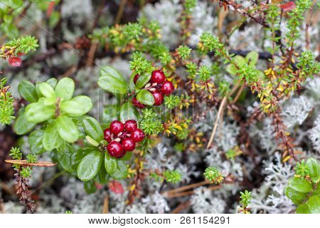 Lingonberry On The Background Of A Lichen.