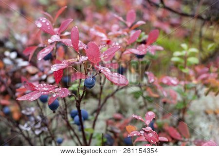 Mature Berries Of Vaccinium Uliginósum In The Autumn Forest. Bog Whortleberry.
