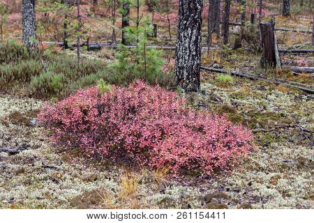 Bushes Of Bog Whortleberry Against The Background Of The Autumn Forest.