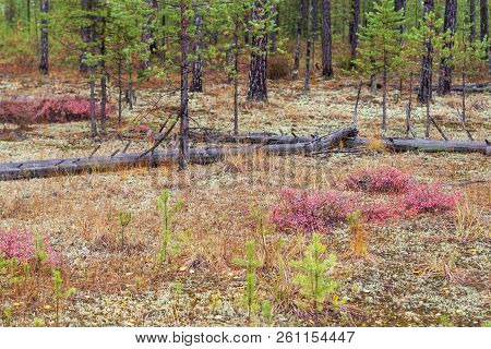 Bushes Of Bog Whortleberry Against The Background Of The Autumn Forest.
