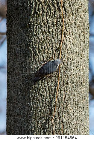 Eurasian Nuthatch, Wood Nuthatch (sitta Europaea) Crawls On Tree Trunk, Top View