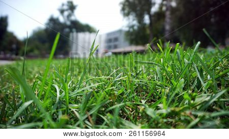 Green Grass With Blur Trees On Background