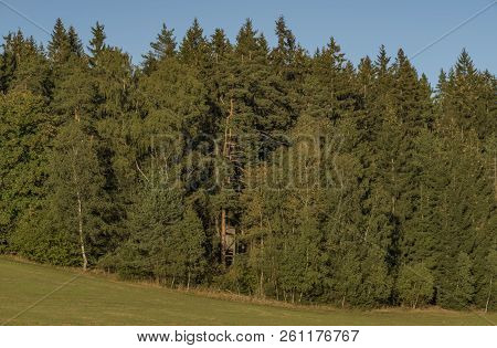 Meadows And Forest In Sumava National Park In South Of Bohemia
