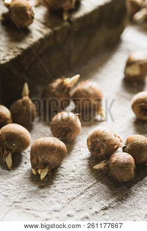 Crocus Sieberi Bulbs Ready For Planting On Linen Background, Focus On Foreground