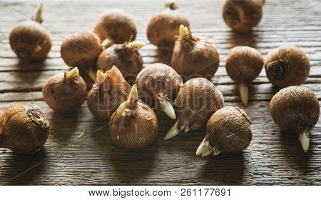 Crocus Sieberi Bulbs Ready For Planting On Wooden Background, Focus On Foreground