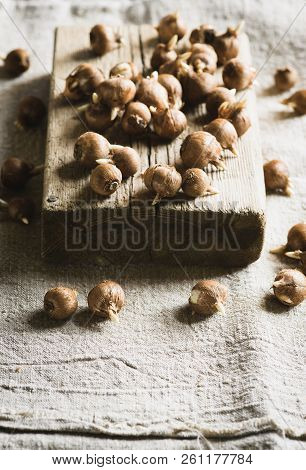 Crocus Sieberi Bulbs Ready For Planting On Linen Background, Focus On Foreground