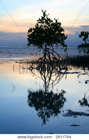 Tree Reflection