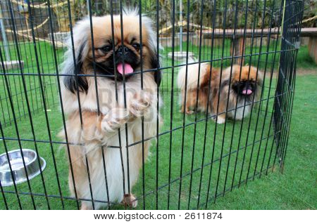 Dog And A Dog