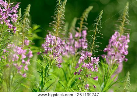 Pink Flowers Of Fireweed (epilobium Or Chamerion Angustifolium) In Bloom Ivan Tea. Flowering Willow-
