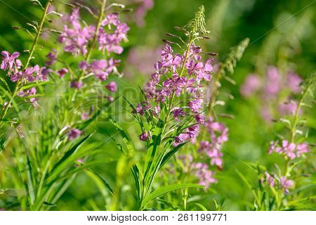 Pink Flowers Of Fireweed (epilobium Or Chamerion Angustifolium) In Bloom Ivan Tea. Flowering Willow-