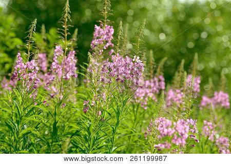 Pink Flowers Of Fireweed (epilobium Or Chamerion Angustifolium) In Bloom Ivan Tea. Flowering Willow-