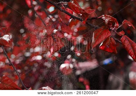 Leaves Of A Red Hazel Tree With Rain And Spider Web