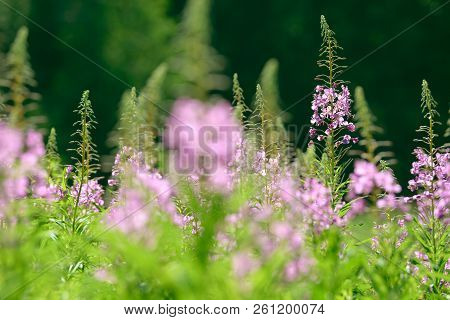 Pink Flowers Of Fireweed (epilobium Or Chamerion Angustifolium) In Bloom Ivan Tea. Flowering Willow-