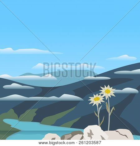 Mountain Valley Landscape. Alpine Edelweiss Flower. Star Shape National Symbol Of The Swiss Alpes. H
