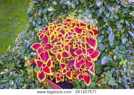 The Coleus Blumei Plant Has Very Colorful Foliage And Is Popular As A Houseplant And In Gardens. Its