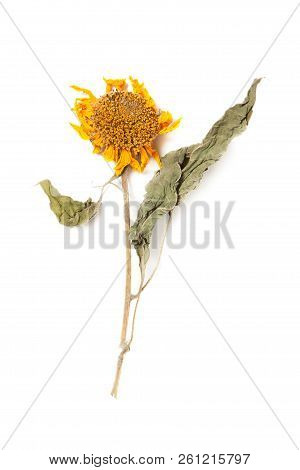 Herbarium Sunflower With Dry Pressed Plants On White