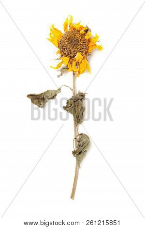 Herbarium Sunflower With Dry Pressed Plants On White