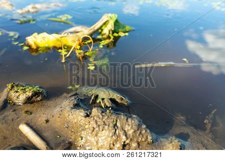 Crayfish , Orconectes Limosus, Out Of The Water On The Banks Of The River.