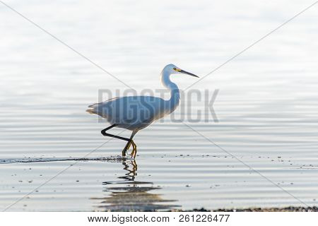 White Egret Dragging Foot Across Pond Surface And Stalking Across Estuary Water In Search Of A Morni