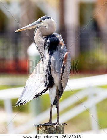 Close Up Of Green Heron Perched On A Post Near The Inter Coastal Waterway