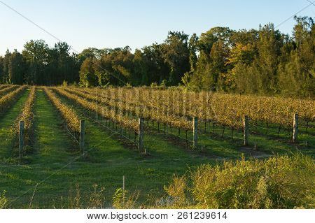 Vineyard In Autumn With Grapevines Without Leaves. Viticulture, Winegrowing Background