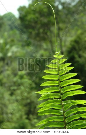 Fronde di felce