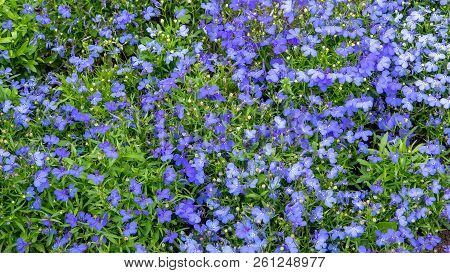 Blooming Lobelia Erinus. Spring, Summer Floral Background. Blue Flowers On A Green Background. Natur