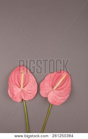 Two Laceleafs On Grey Background. Flat-lay, Top View. Copy Space For Your Text.