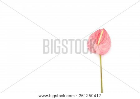 Beautiful Pink Laceleaf Flower Isolated On White Background. Flat-lay, Top View. Copy Space For Your