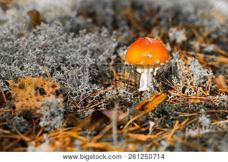 Toadstool, Close Up Of A Poisonous Mushroom In The Forest With Copy Space