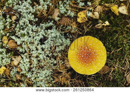 Toadstool, Close Up Of A Poisonous Mushroom In The Forest With Copy Space. Flat Lay