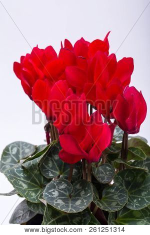 The Persian Cyclamen Flower Isolated On White Background