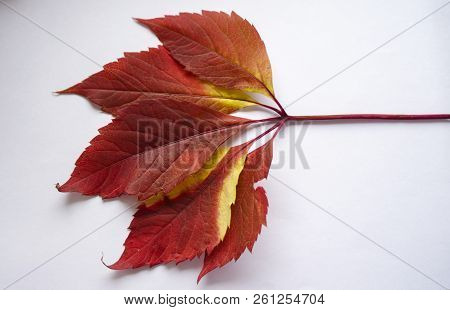 Autumn Leaves. Colorful Leaves Of Wild Grapes In Autumn. Autumn Time.