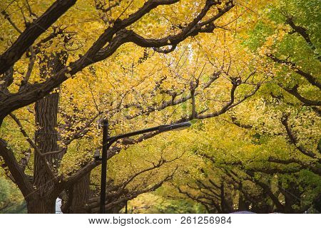The Ginkgo street avenue in Meiji Jingu Gaien Park (Meiji-Jingu-Gaien) is one of the most famous pla