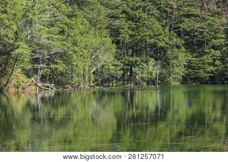 Natural Green Leaves Tree Forest With Reflection On Myojin Pond At Japanese Alps Kamikochi Nagano.