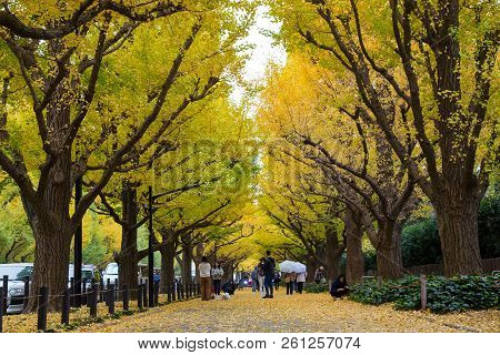 The Ginkgo Street Avenue In Meiji Jingu Gaien Park (meiji-jingu-gaien) Is One Of The Most Famous Pla