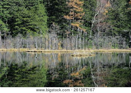 Natural Green Leaves Tree Forest With Reflection On Myojin Pond At Japanese Alps Kamikochi Nagano.