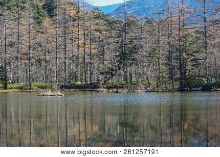 Natural Green Leaves Tree Forest With Reflection On Myojin Pond At Japanese Alps Kamikochi Nagano.