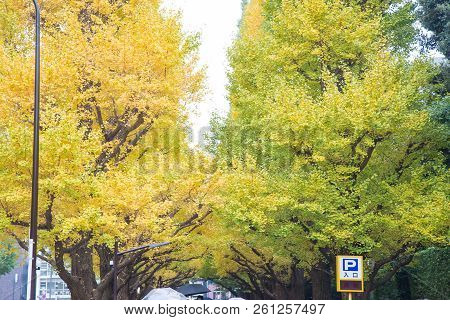 The Ginkgo street avenue in Meiji Jingu Gaien Park (Meiji-Jingu-Gaien) is one of the most famous pla