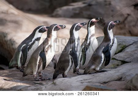 Group Of African Cute Penguins Also Known As The Jackass Or Black-footed Penguin