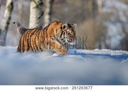 Siberian Tiger (panthera Tigris Altaica), Also Known As The Amur Tiger.